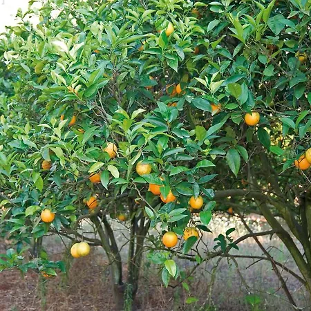 Tenuta Badessa *